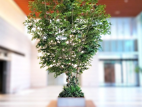 巨大樹木イメージ