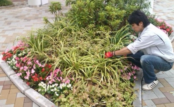 季節ごとの草花植替(年間管理)画像