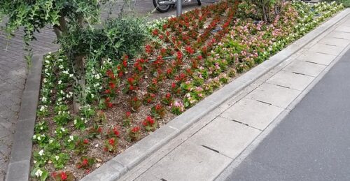 店舗 草花植栽駐車場横 花壇