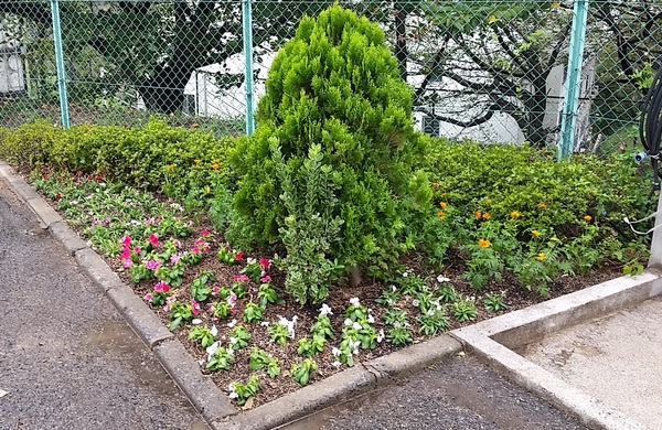 草花植栽(年間管理)画像