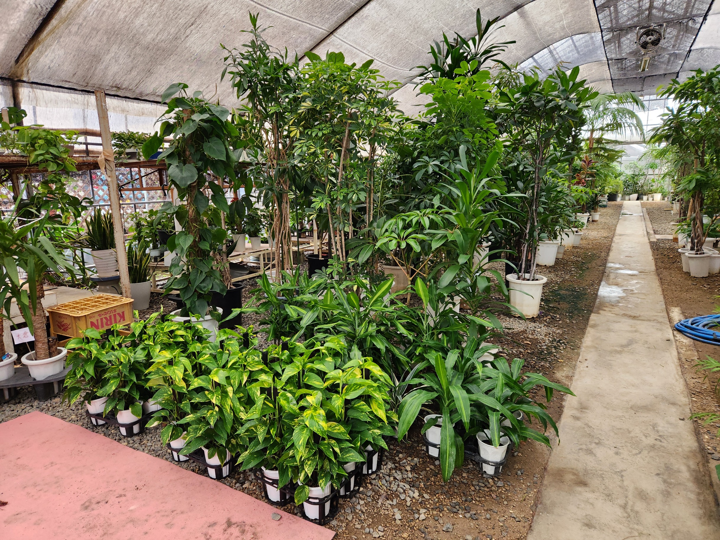 『観葉植物レンタルご成約』