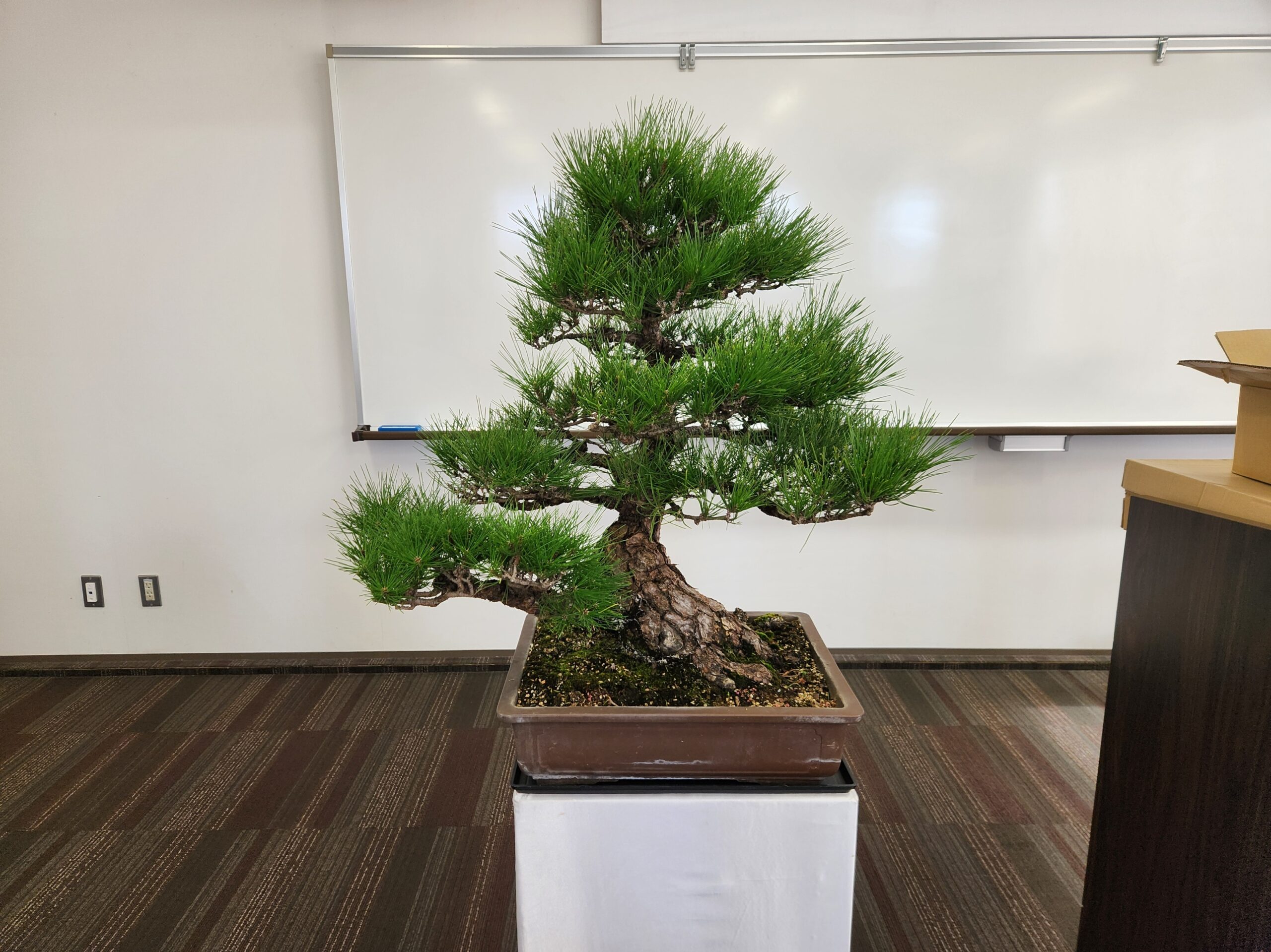 『松盆栽レンタル』